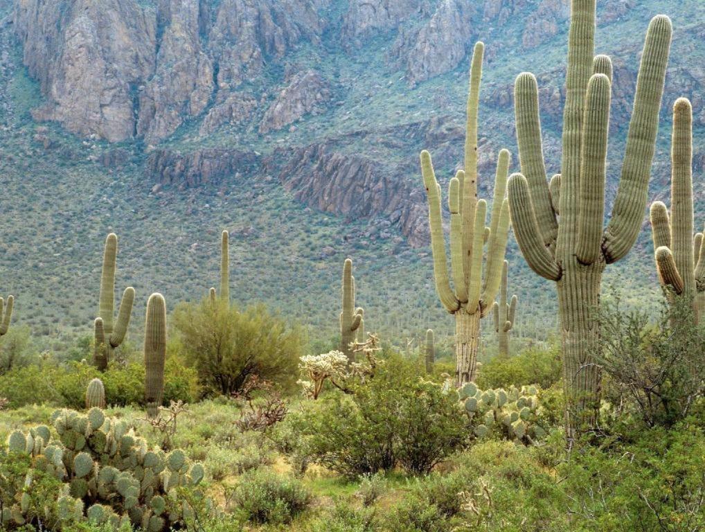 Sheraton Crescent Hotel Phoenix Bagian luar foto